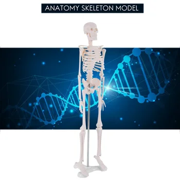 45CM אדם אנטומיים אנטומיה שלד מודל פוסטר ללמוד סיוע האנטומיה של השלד האנושי מודל